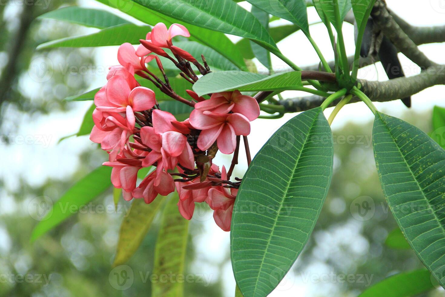 Close up view of Adenium obesum or kamboja Jepang flowers in red, white and pink photo