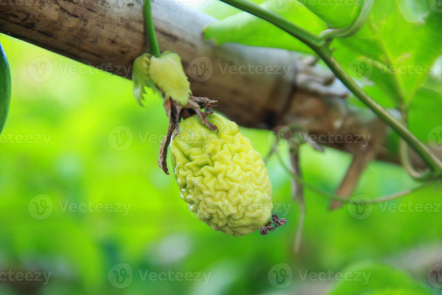 Passion fruit fails due to fruit pests photo