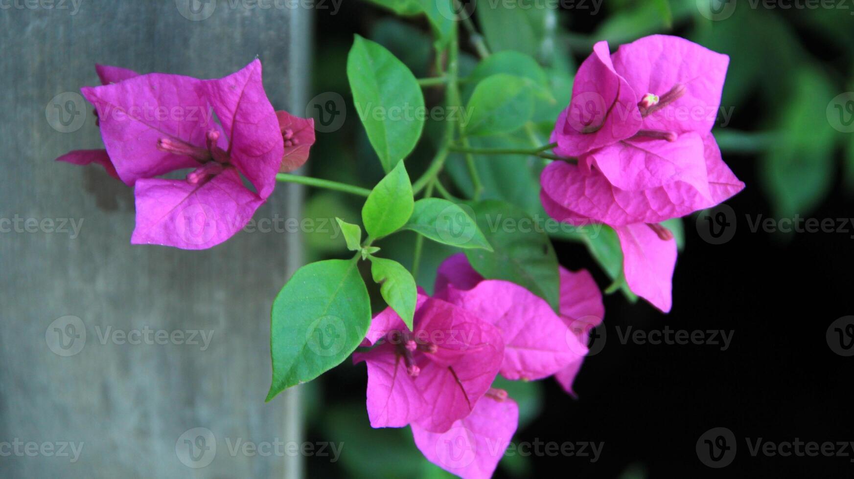 Beautiful blooming Bougainvillea flower tree in the garden on a sunny day photo