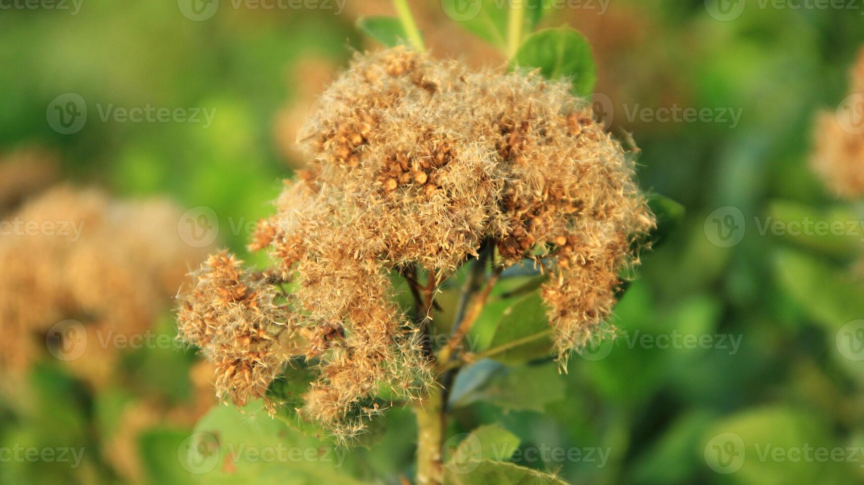 Closeup of the garberia heterophylla plant photo