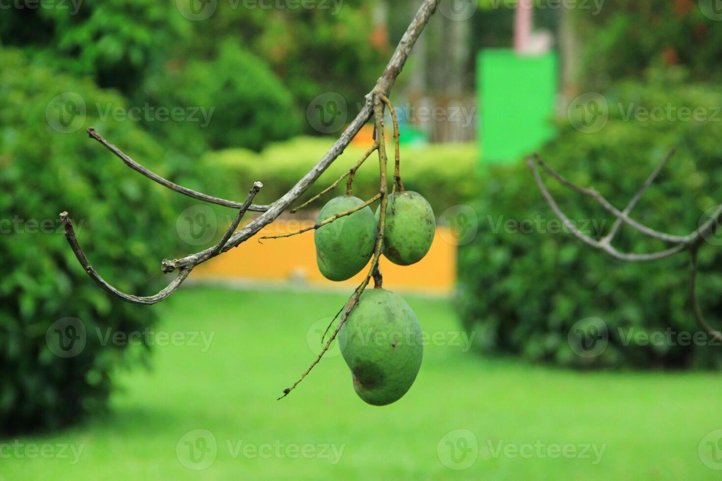 Bunch of mangoes with blurred leaves background. Young mango. Mango tree with green fruit. photo