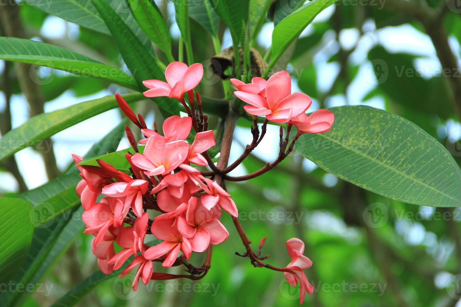 Close up view of Adenium obesum or kamboja Jepang flowers in red, white and pink photo
