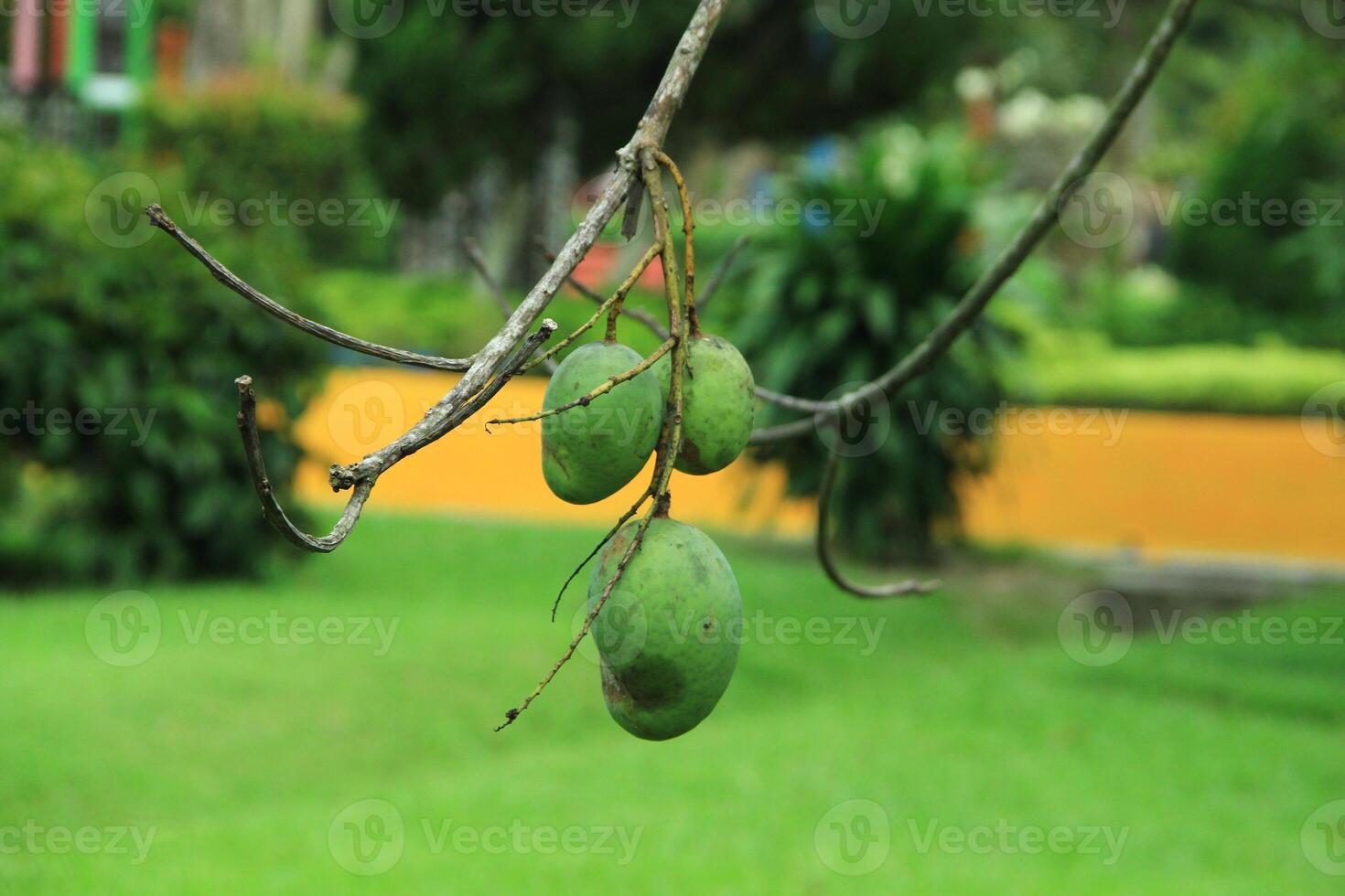 Bunch of mangoes with blurred leaves background. Young mango. Mango tree with green fruit. photo