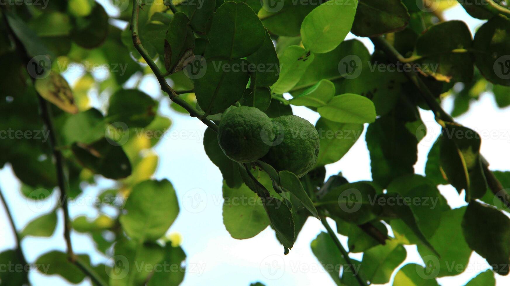 kaffir lime fruit or Citrus hystrix on a fertile tree photo