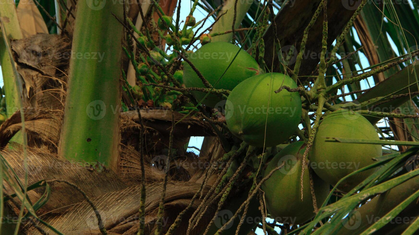 Young green coconuts still on their fertile trees photo