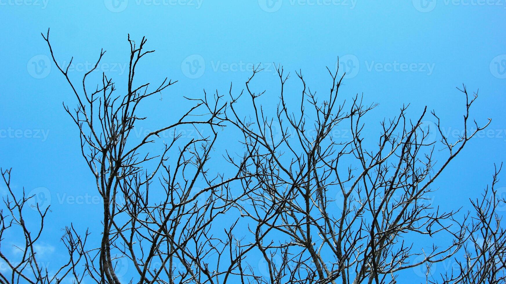 Dry old branches against the sky background look beautiful during the day photo