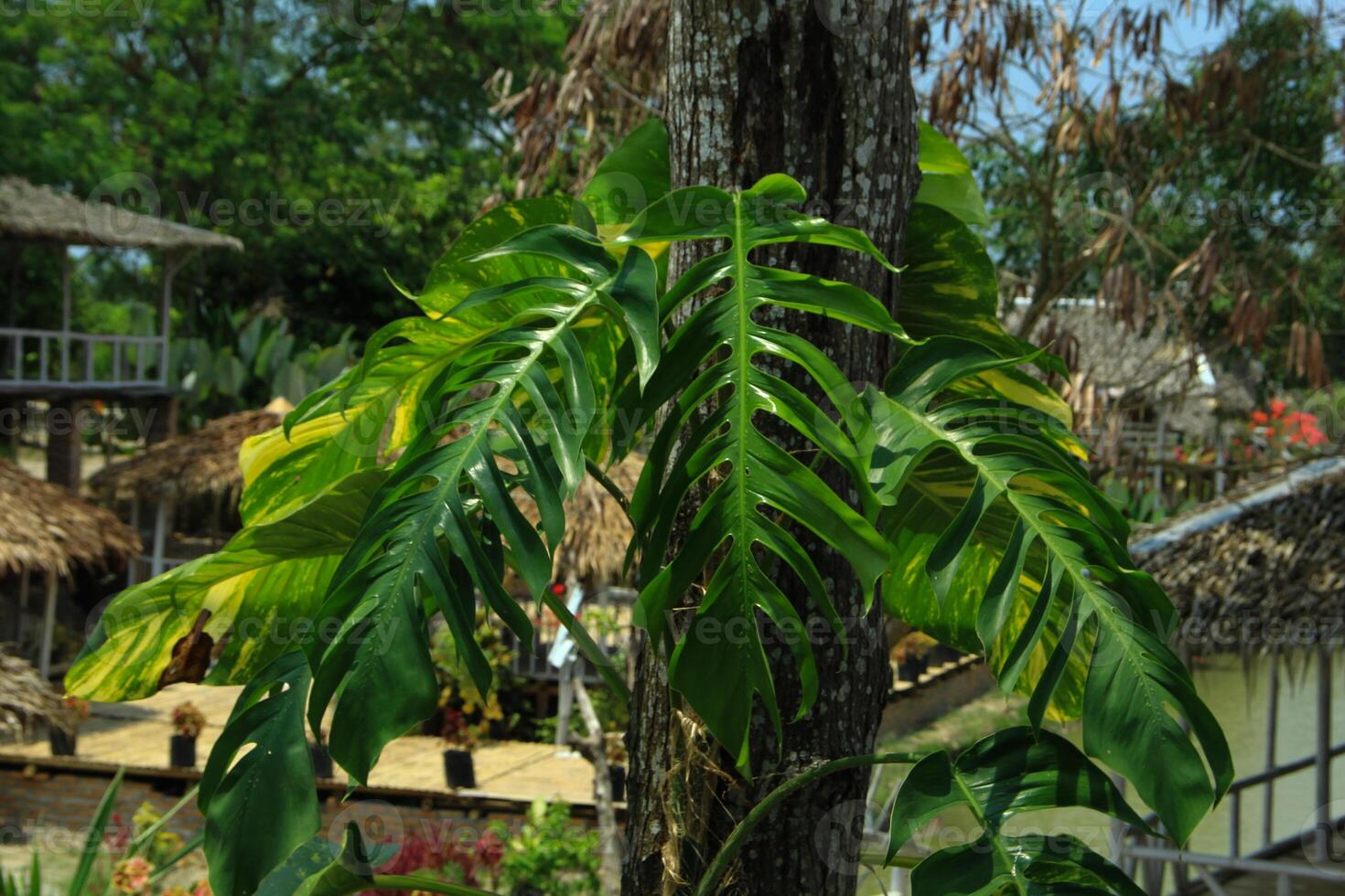 dragon tail leaves or Epipremnum pinnatum which grow on tall tree trunks and grow abundantly can be seen during the day photo