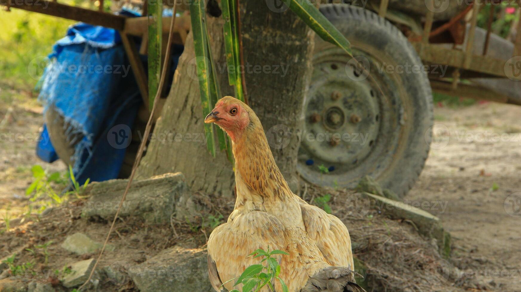 A brown mother hen or kampong chicken and her little chicks bustling around in the earthy garden photo