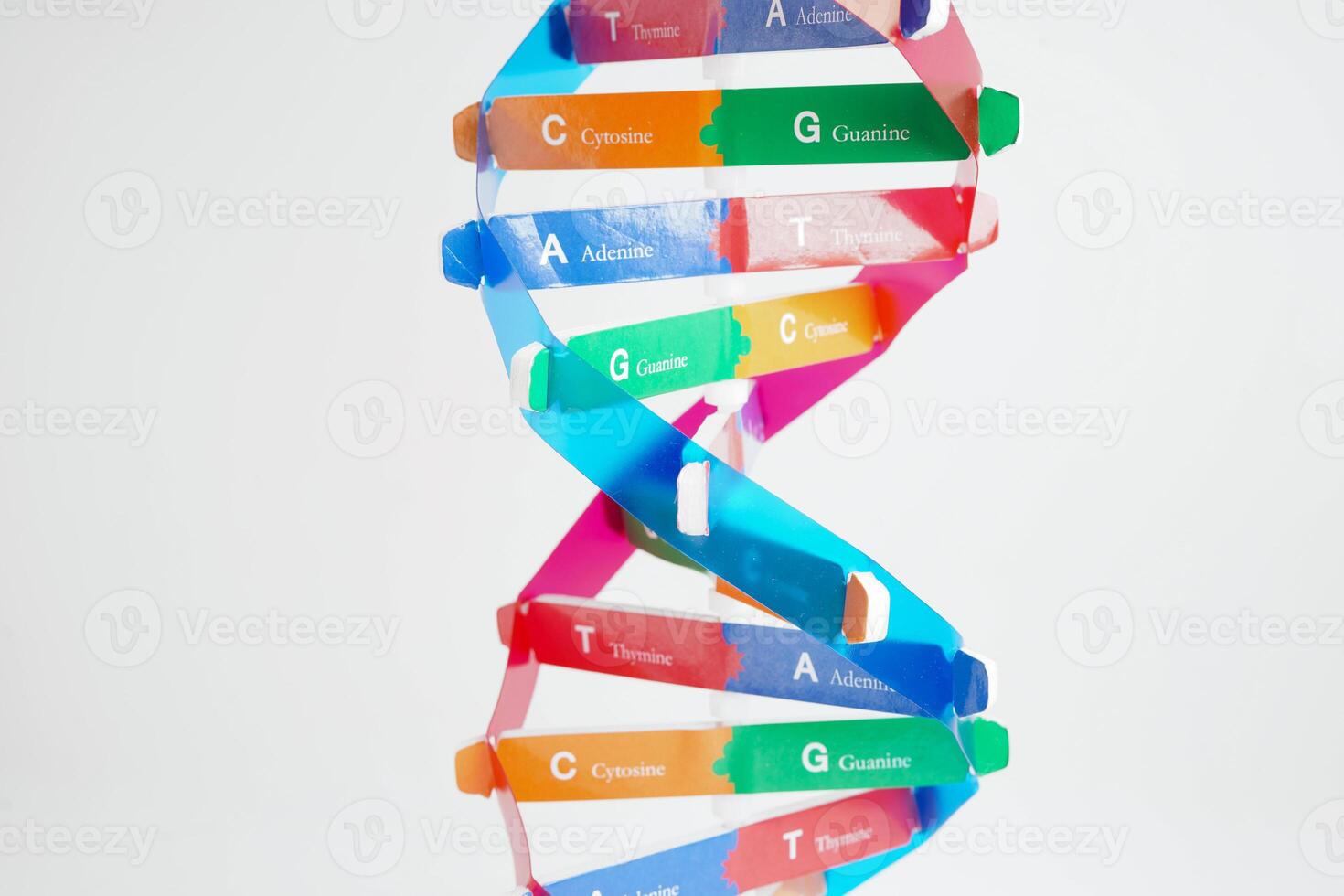 DNA molecule spiral structure model isolated on white background, chromosome and gene chemical science biology. photo