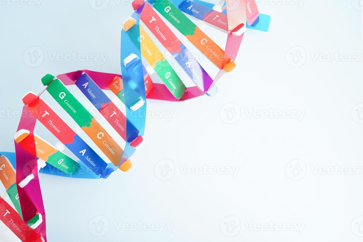 DNA molecule spiral structure model isolated on white background, chromosome and gene chemical science biology. photo