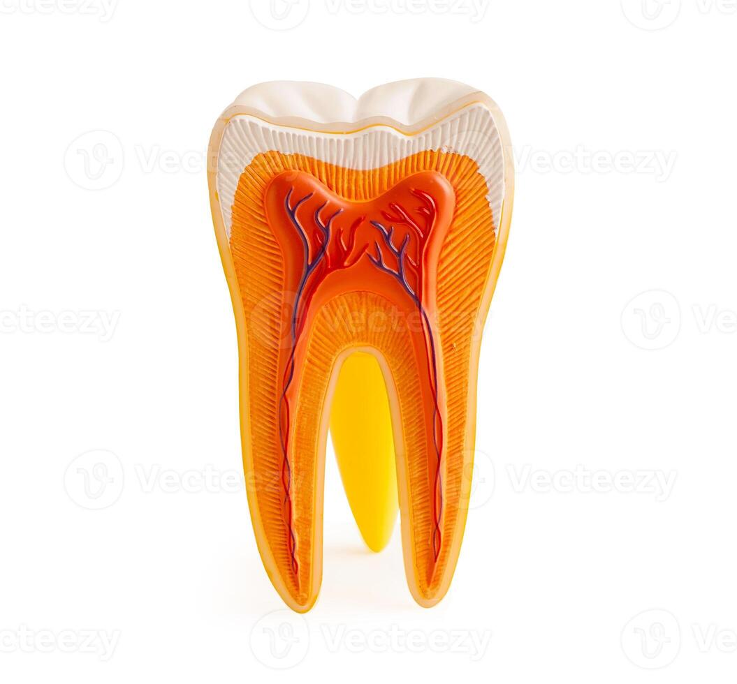 Dental implant root canal teeth model for education isolated on white background with clipping path. photo
