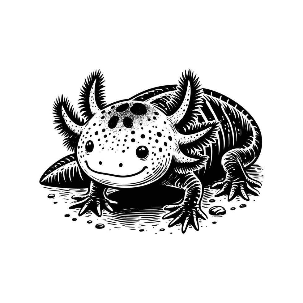 hand drawn Illustration of axolotl. vintage engraving axolotl illustration isolated on white background vector