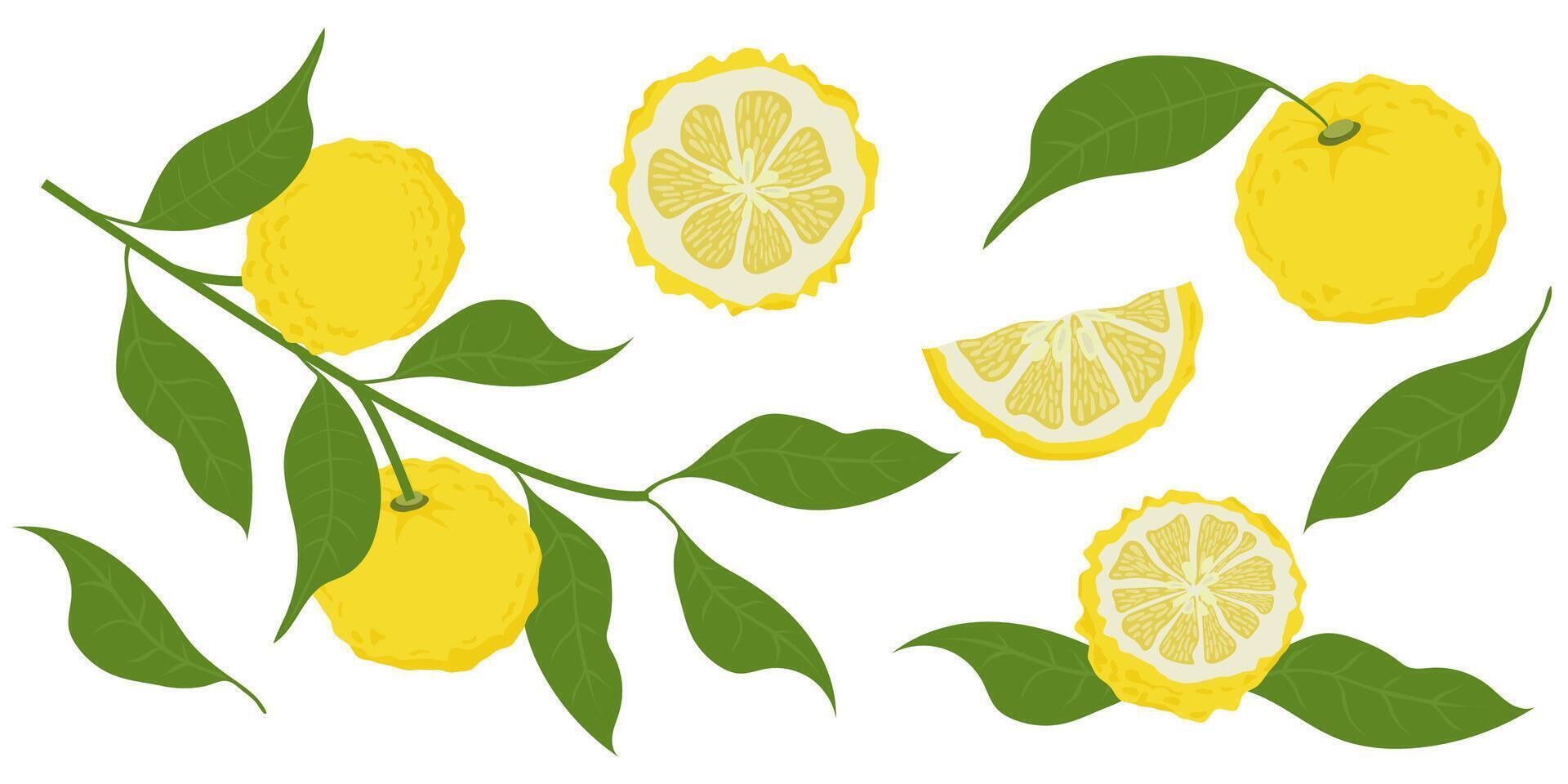 Hand drawn yuzu fruit. Set of Yuzu fruits isolated on a white background vector