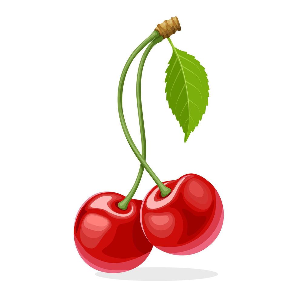 Illustration of red cherry, with green leaves, isolated on white background. vector