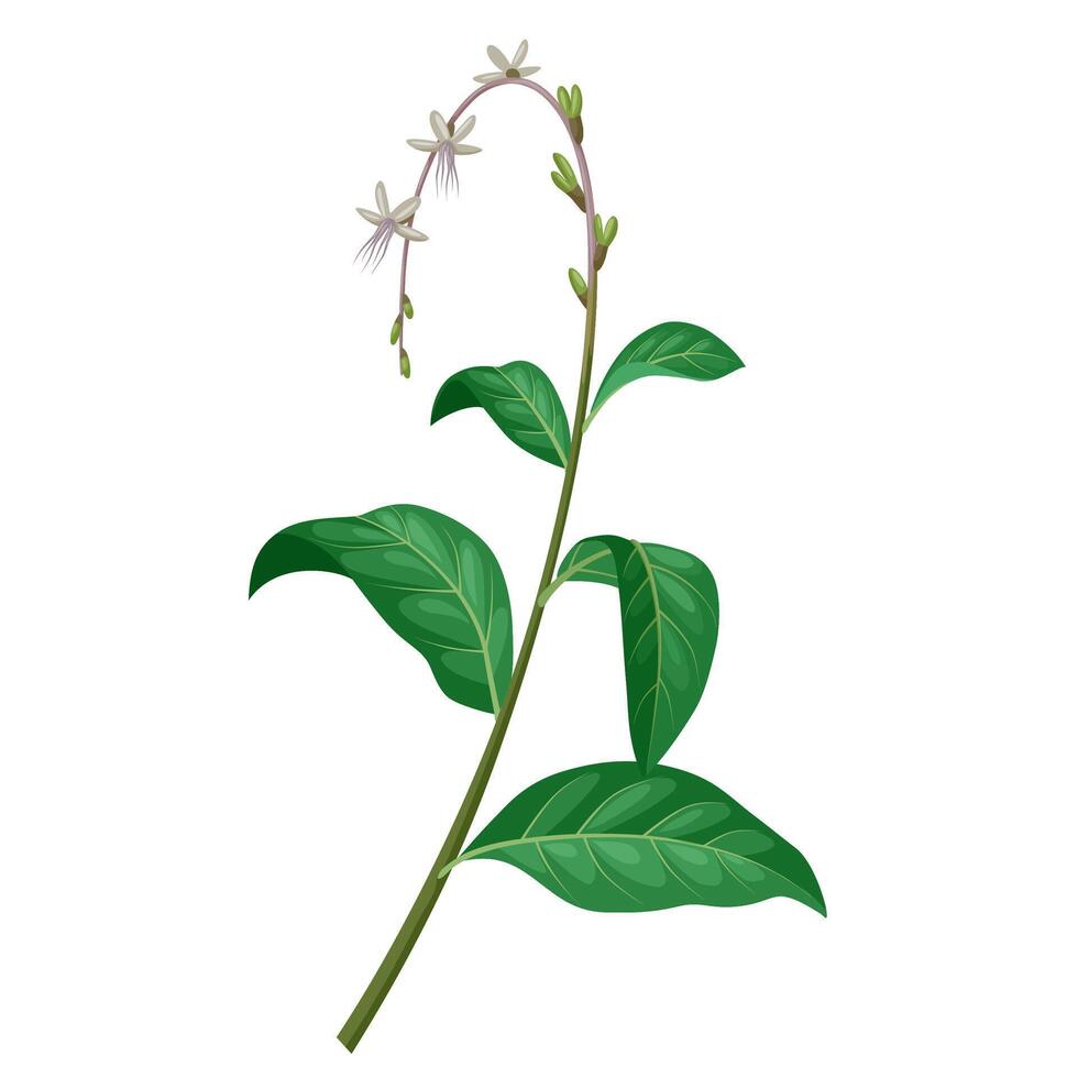 Anamu or Petiveria alliacea illustration, isolated on white background. vector
