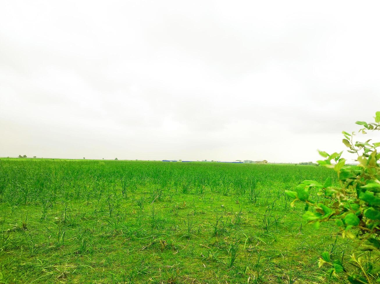 An abandoned green agricultural field and small trees photo