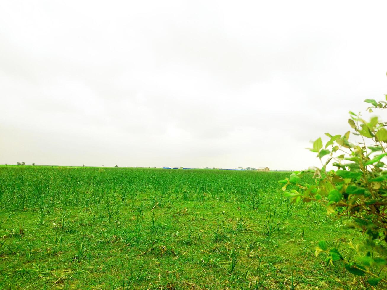 An abandoned green agricultural field and small trees photo