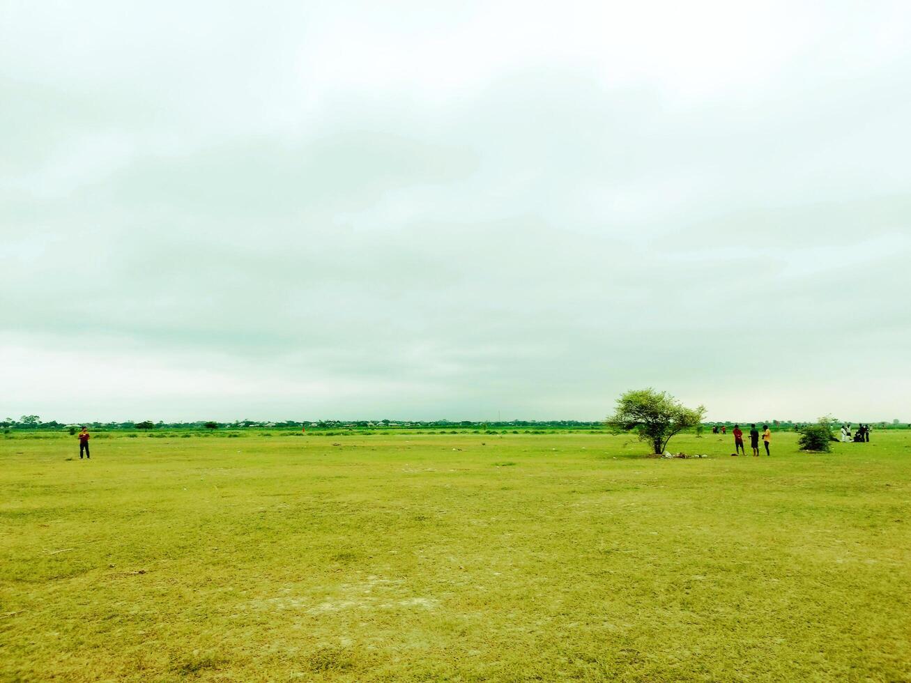 An abandoned green agricultural field and small trees photo