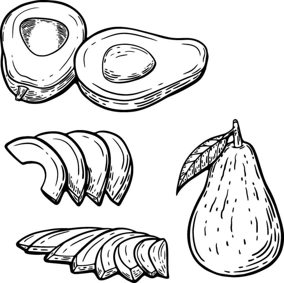 Set of a whole Avocado and cut in half and two kinds of slices drawn in line art vector