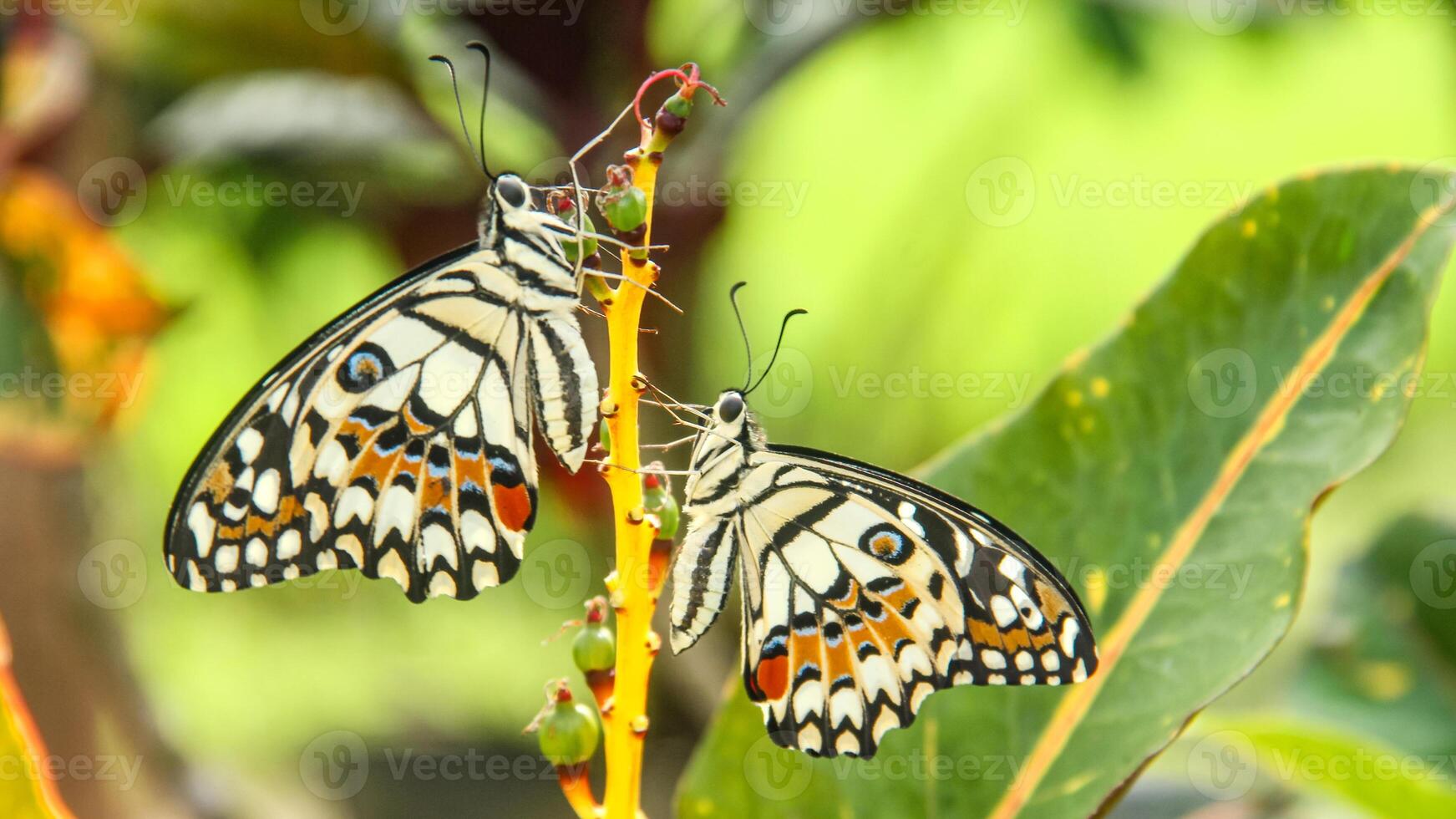 Papilio Demoleus or lime butterfly, which perched on flowering plants, is called lime butterfly because the larvae of this butterfly are pests on lime plants photo