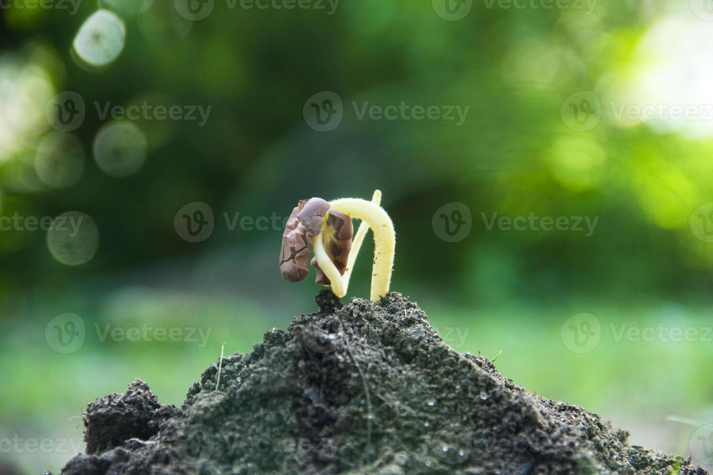 Cocoa seeds or cocoa sprouts in humus soil and a background of leaves exposed to morning sunlight photo