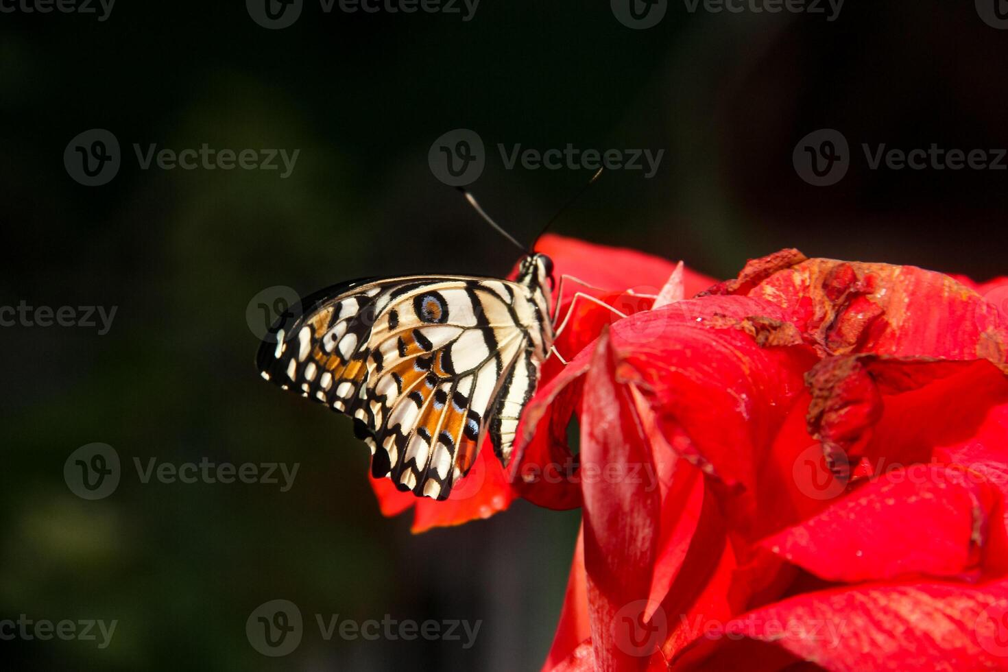 Papilio Demoleus or lime butterfly, which perched on flowering plants, is called lime butterfly because the larvae of this butterfly are pests on lime plants photo