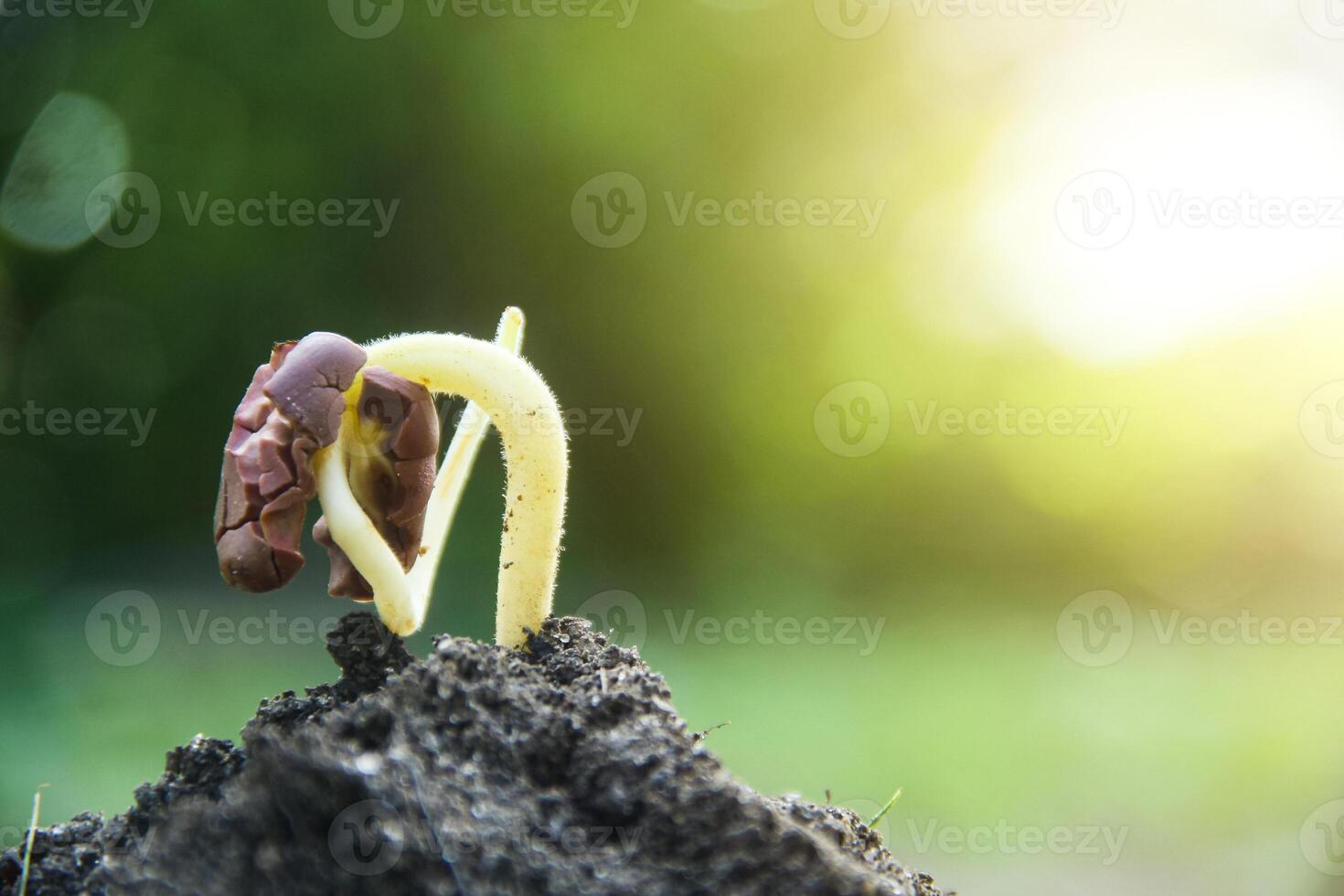 Cocoa seeds or cocoa sprouts in humus soil and a background of leaves exposed to morning sunlight photo
