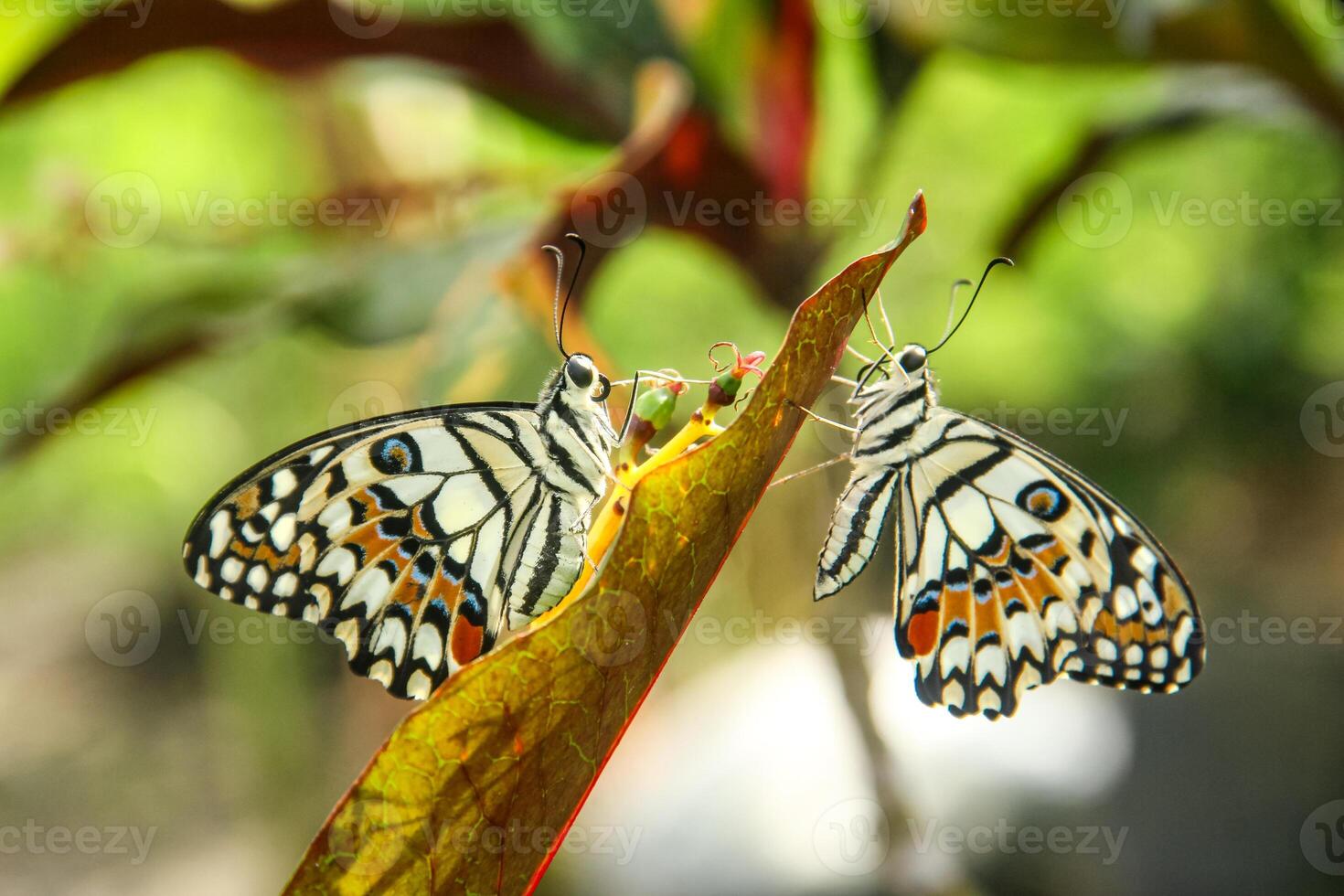 Papilio Demoleus or lime butterfly, which perched on flowering plants, is called lime butterfly because the larvae of this butterfly are pests on lime plants photo