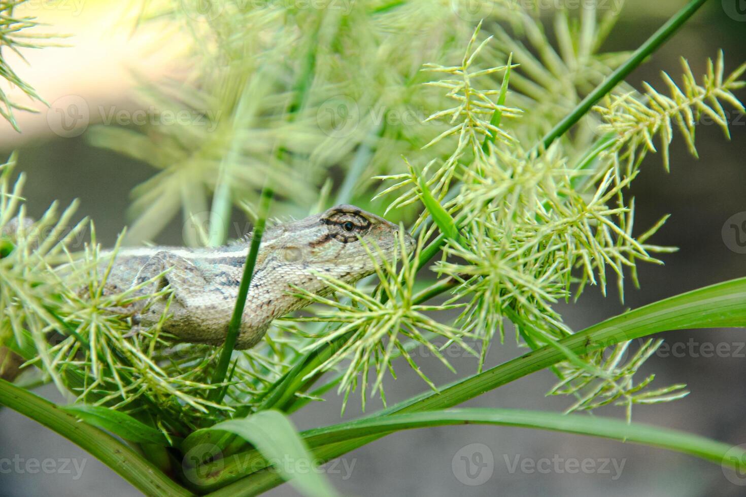 Garden Chameleon or calotes versicolor, reptiles that can change their color according to their environment photo