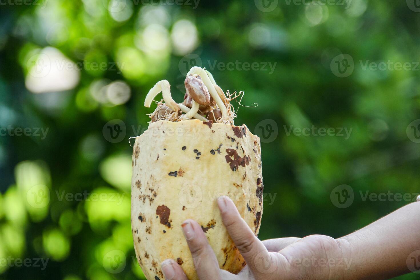 Cocoa seeds or cocoa sprouts that live inside the fruit photo