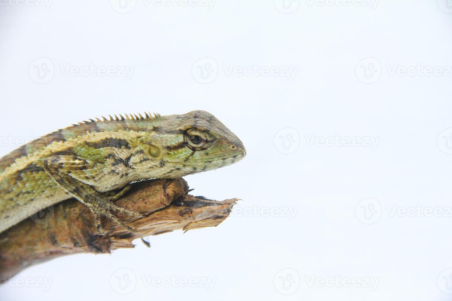 Garden chameleon perched on a wooden branch and isolated on white background photo