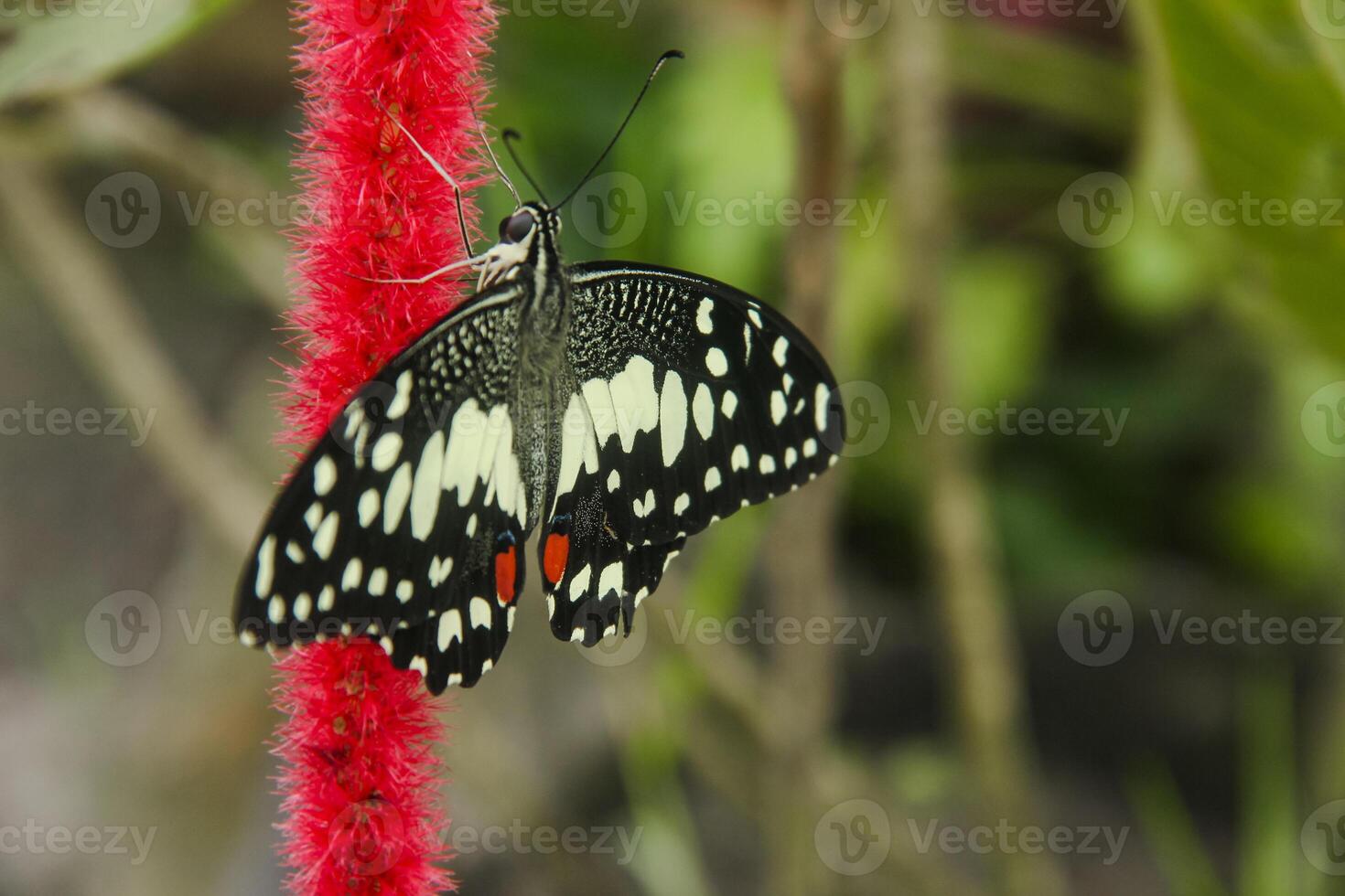 Papilio Demoleus or lime butterfly, which perched on flowering plants, is called lime butterfly because the larvae of this butterfly are pests on lime plants photo