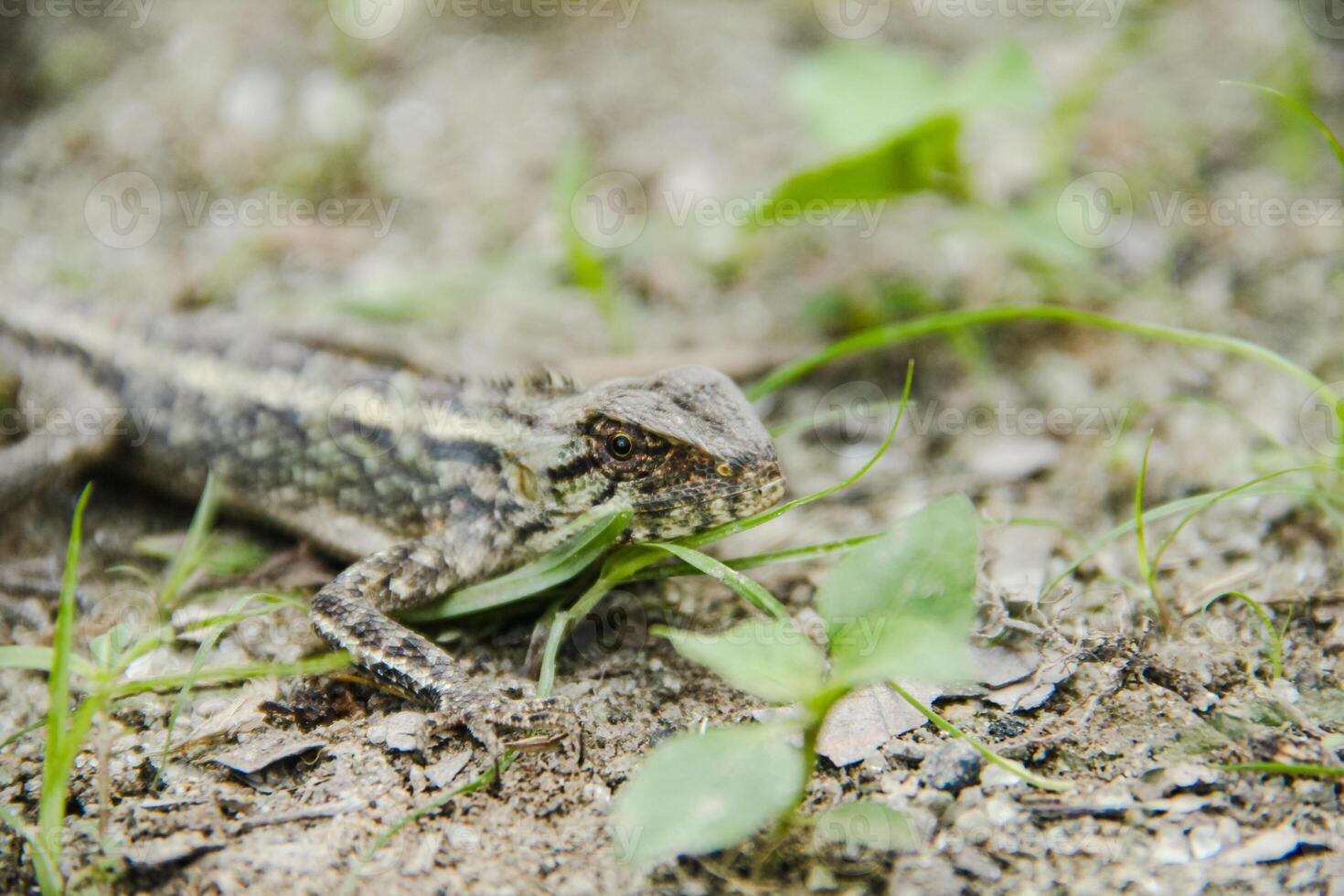 Garden Chameleon or calotes versicolor, reptiles that can change their color according to their environment photo
