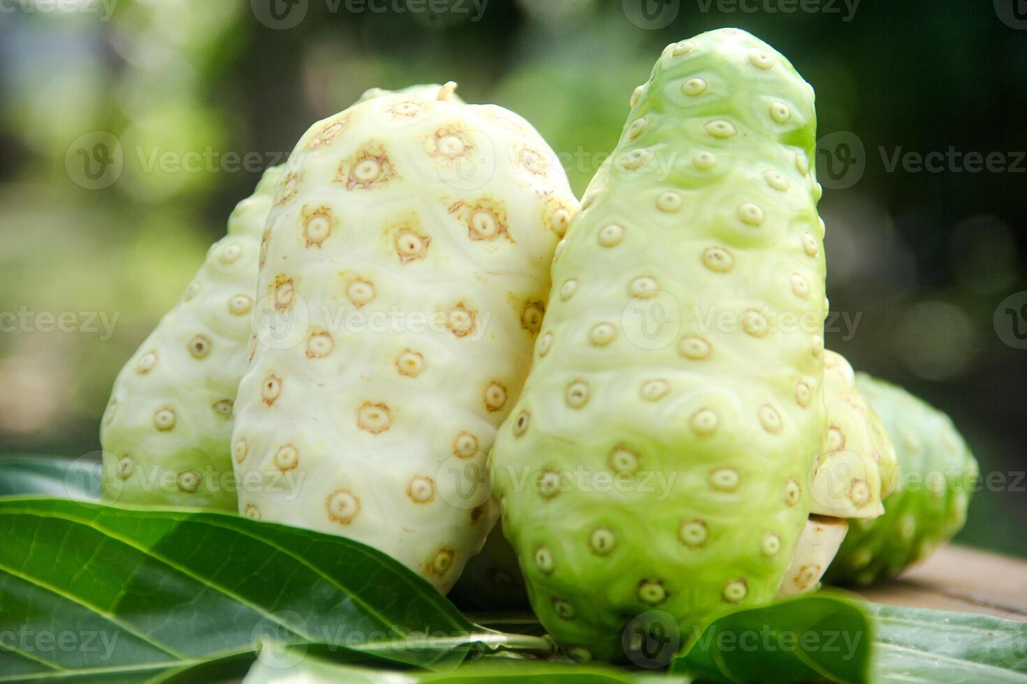 Noni fruit or Morinda citrifolia sliced and decorated with fruit and leaves on a natural background photo