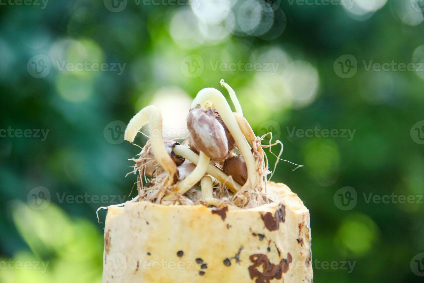 Cocoa seeds or cocoa sprouts that live inside the fruit photo