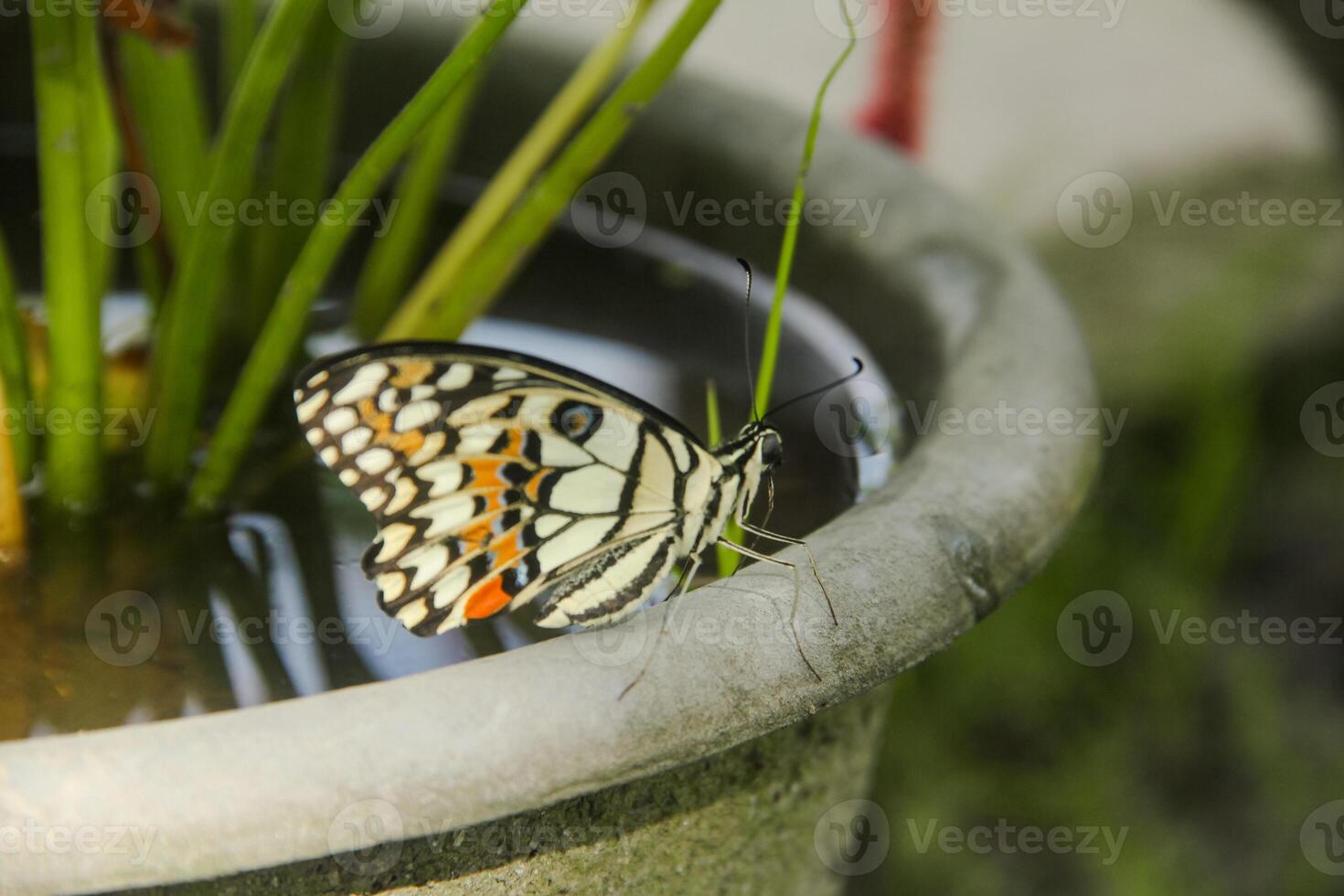 Papilio Demoleus or lime butterfly, which perched on flowering plants, is called lime butterfly because the larvae of this butterfly are pests on lime plants photo