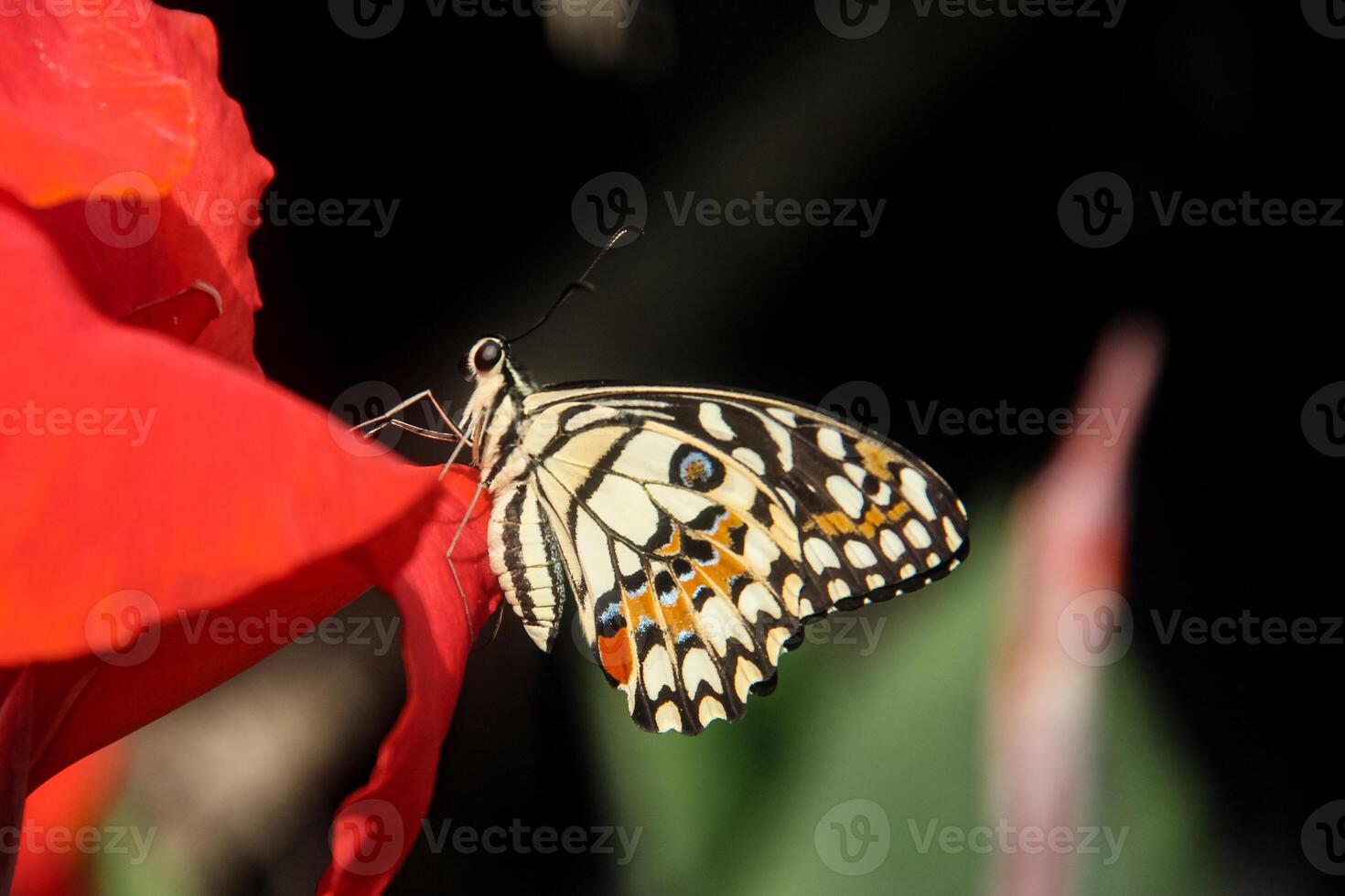 Papilio Demoleus or lime butterfly, which perched on flowering plants, is called lime butterfly because the larvae of this butterfly are pests on lime plants photo