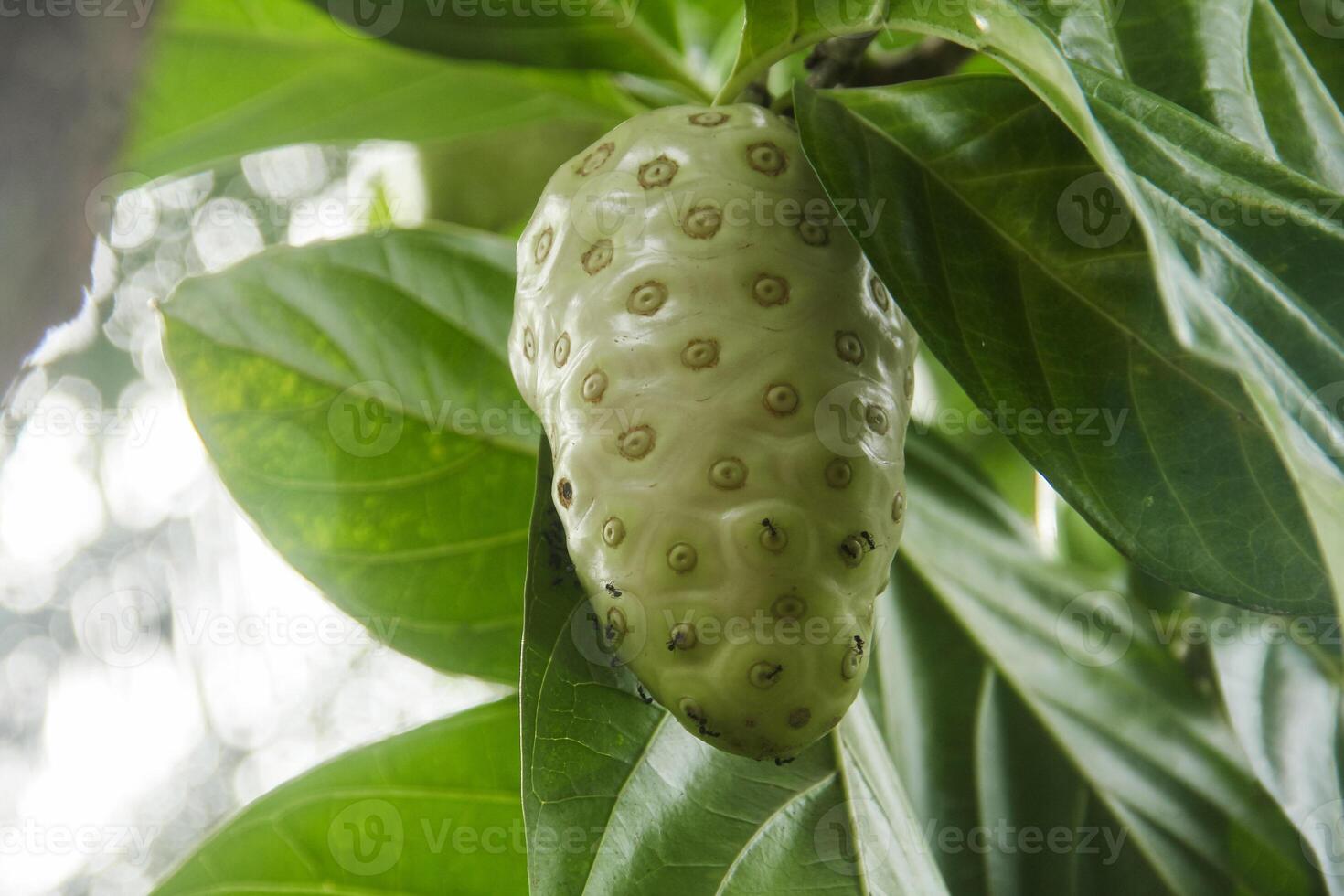 Noni fruit or Morinda citrifolia fruit or Cheese fruit on the tree photo