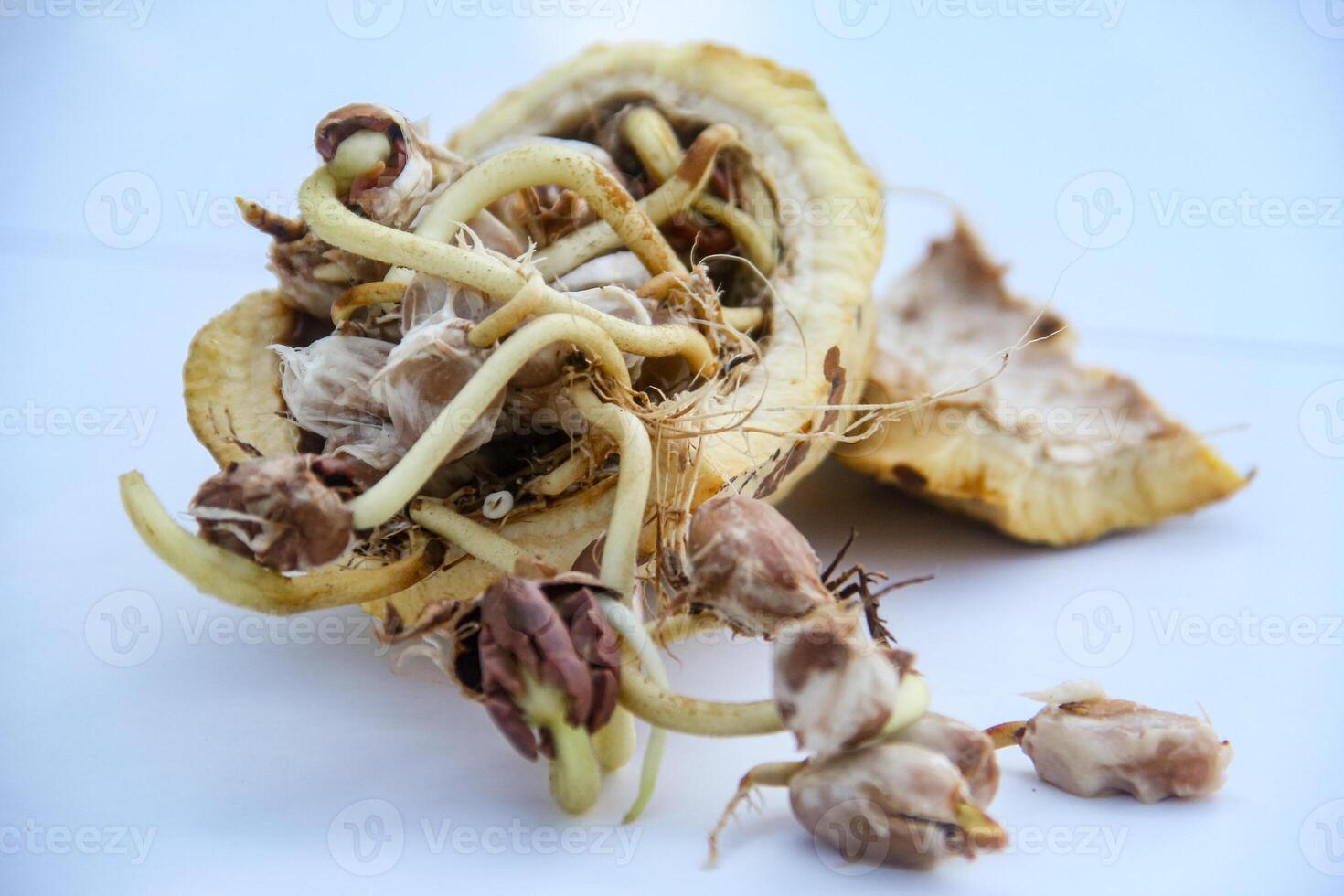 Cocoa seeds or cocoa sprouts that live inside the fruit photo