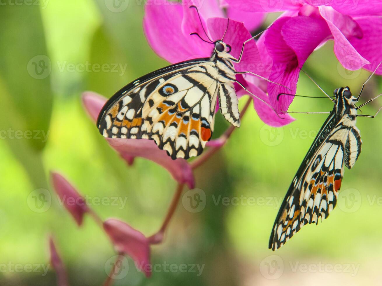 Papilio Demoleus or lime butterfly, which perched on flowering plants, is called lime butterfly because the larvae of this butterfly are pests on lime plants photo