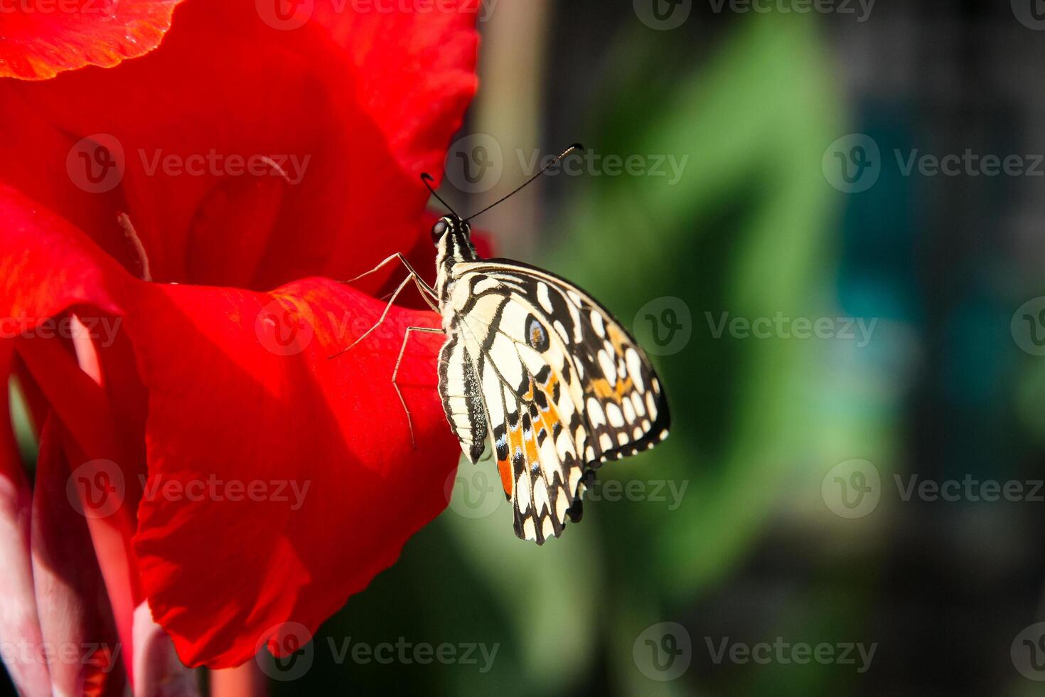Papilio Demoleus or lime butterfly, which perched on flowering plants, is called lime butterfly because the larvae of this butterfly are pests on lime plants photo