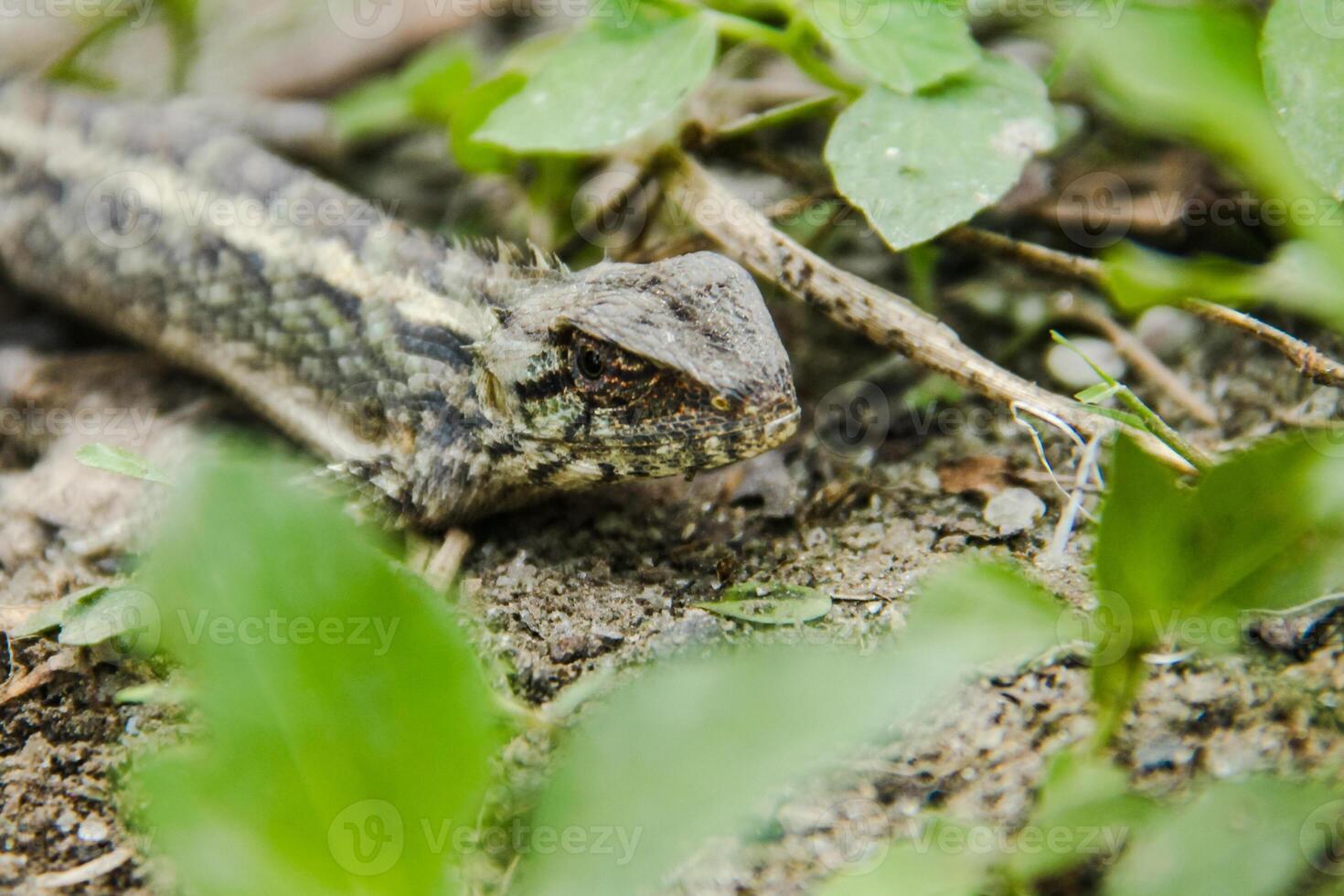 Garden Chameleon or calotes versicolor, reptiles that can change their color according to their environment photo