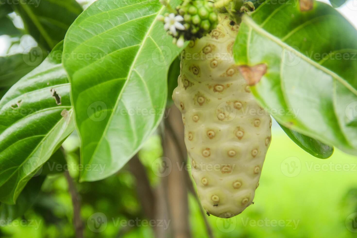 Noni fruit or Morinda citrifolia fruit or Cheese fruit on the tree photo