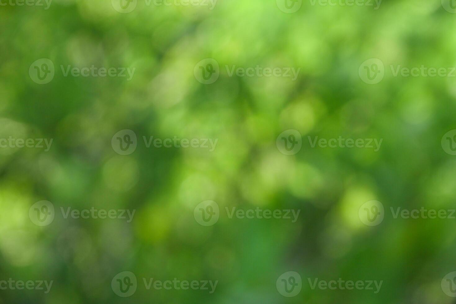 Defocused or blur with bokeh background of foliage in sunny day photo
