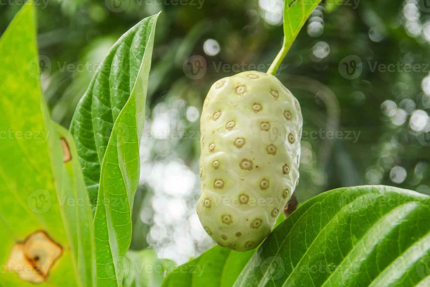 Noni fruit or Morinda citrifolia fruit or Cheese fruit on the tree photo