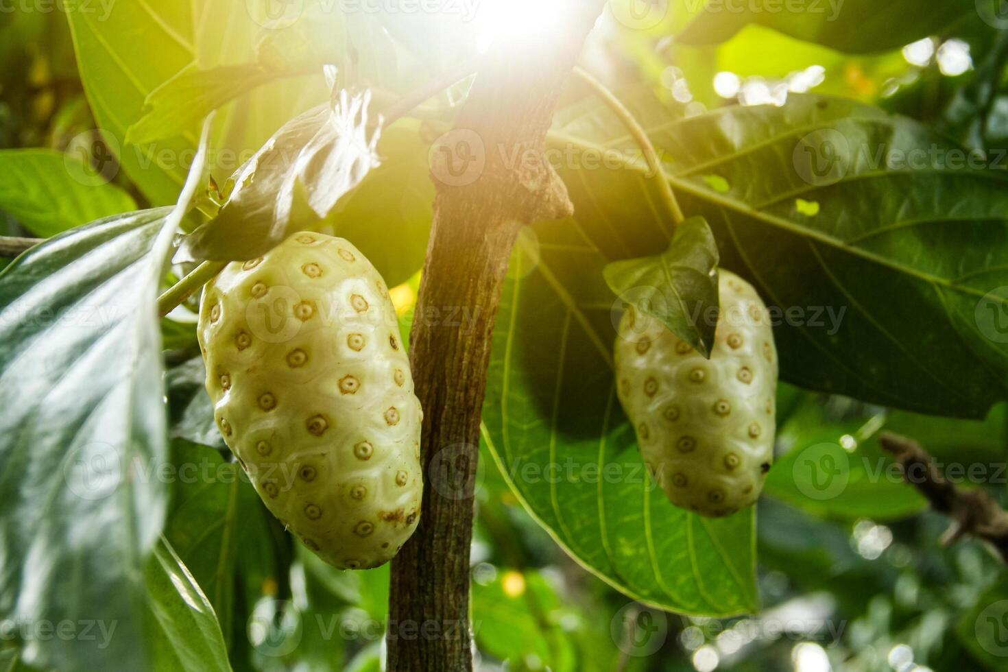 Noni fruit or Morinda citrifolia fruit or Cheese fruit on the tree photo