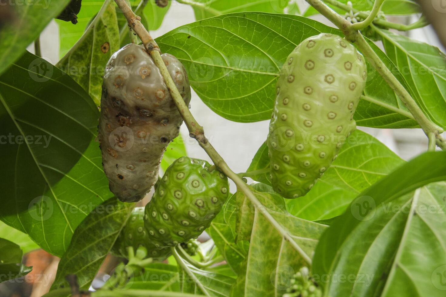 Noni fruit or Morinda citrifolia fruit or Cheese fruit on the tree photo