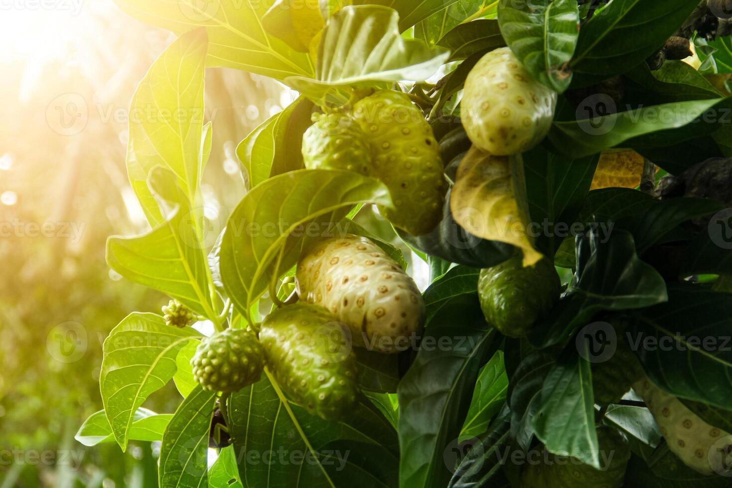 Noni fruit or Morinda citrifolia fruit or Cheese fruit on the tree photo