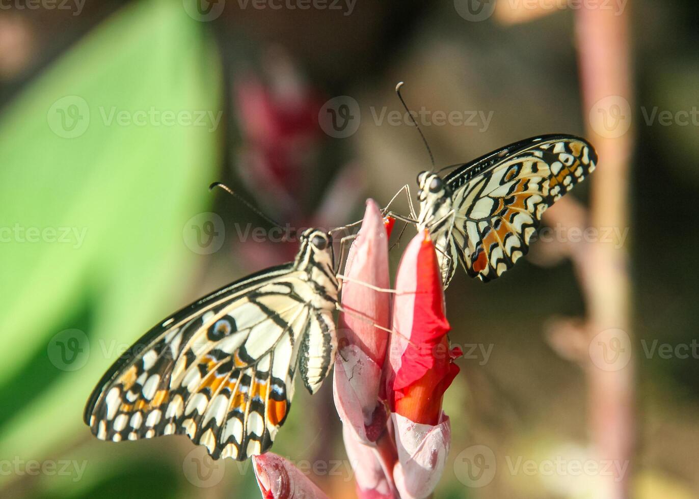 Papilio Demoleus or lime butterfly, which perched on flowering plants, is called lime butterfly because the larvae of this butterfly are pests on lime plants photo