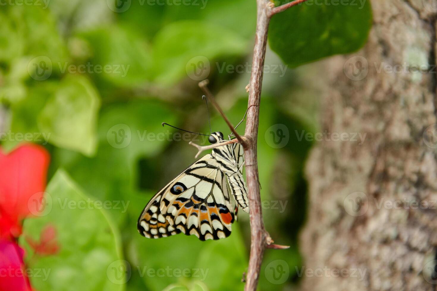 Papilio Demoleus or lime butterfly, which perched on flowering plants, is called lime butterfly because the larvae of this butterfly are pests on lime plants photo